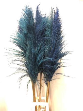 <h4>Cortaderia Blue</h4>