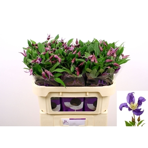 Clematis Blue Pirouette Marginpar