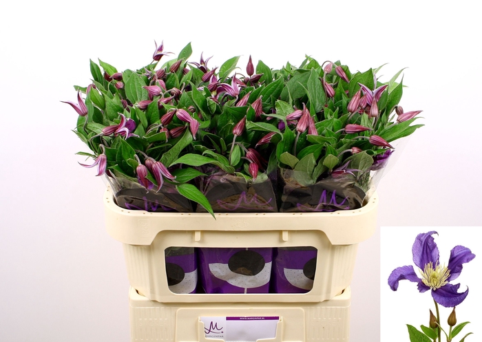 <h4>Clematis Blue Pirouette Marginpar</h4>
