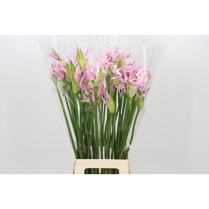 Nerine Berenice