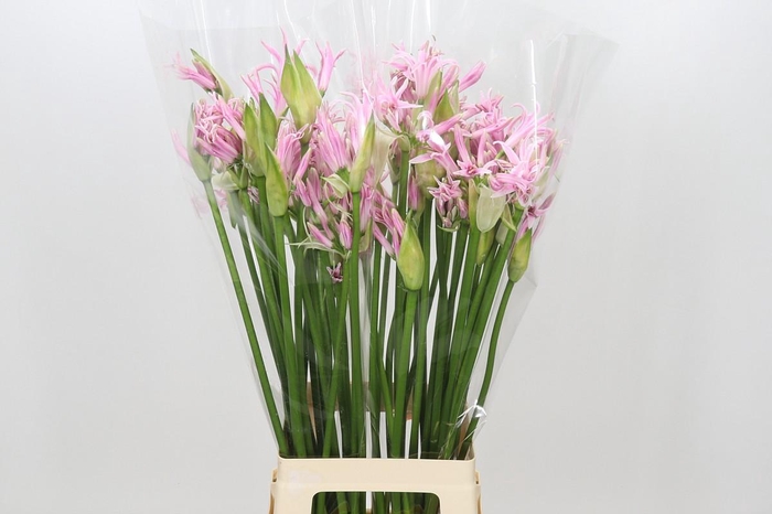 <h4>Nerine Berenice</h4>