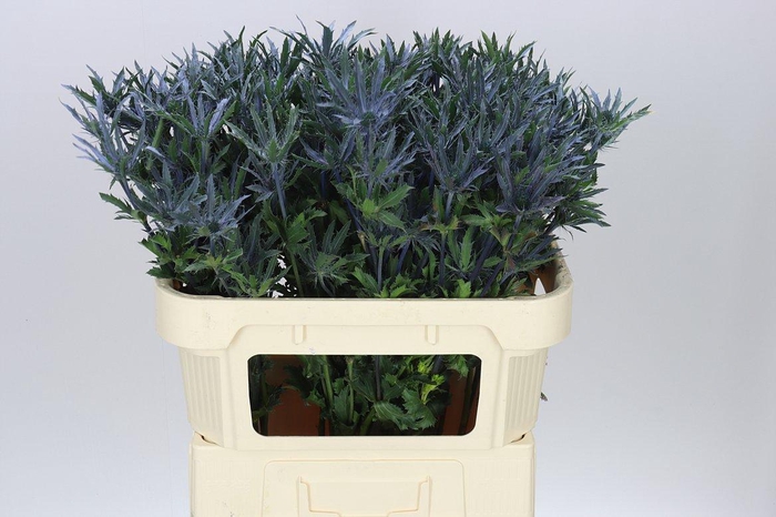 <h4>Eryngium Blue Angel</h4>
