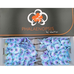 Phalaenopsis Coloured Blue Lagoon