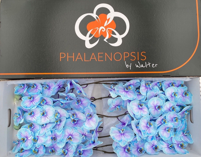 <h4>Phalaenopsis Coloured Blue Lagoon</h4>