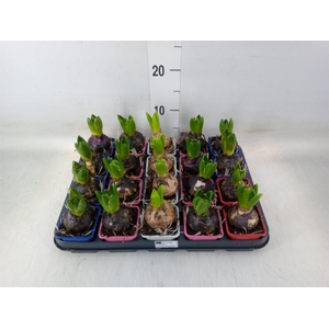 Hyacinthus orie.   ...mix 4