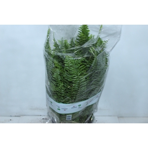 SAMAMBAIA AMERICANA C25