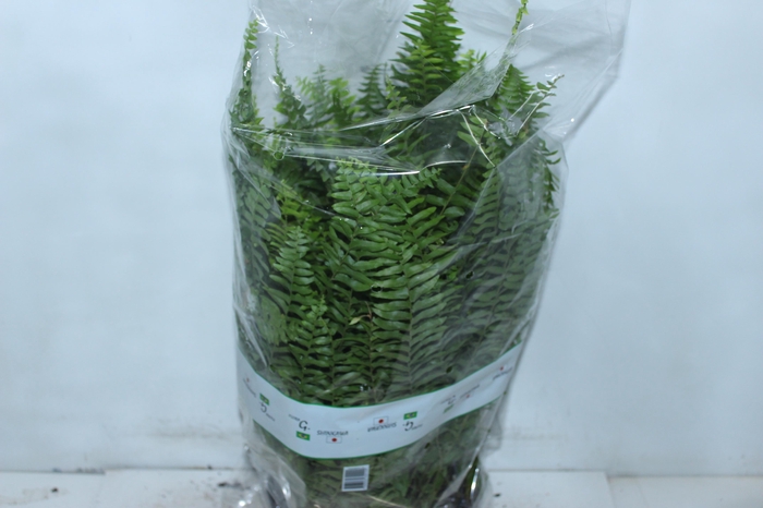 <h4>SAMAMBAIA AMERICANA C25</h4>