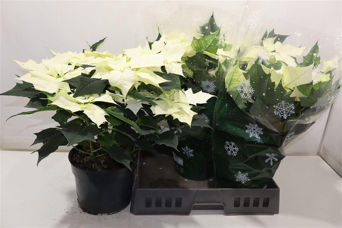 <h4>Euphor P Alaska</h4>