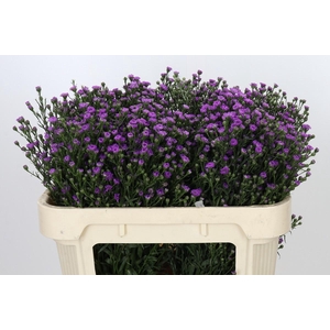 Aster Pink