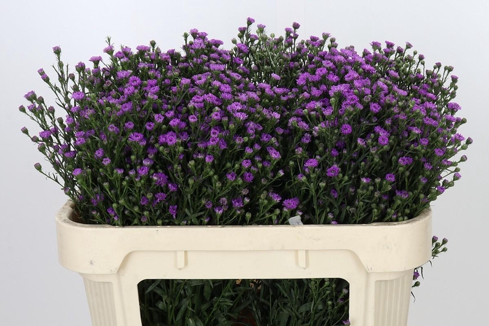 <h4>Aster Pink</h4>