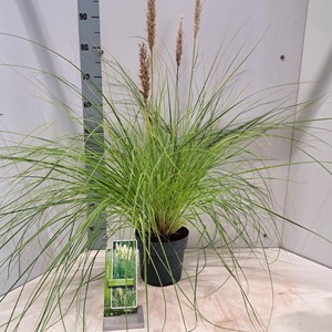 Cortaderia selloana Tiny Pampa