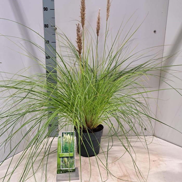 <h4>Cortaderia selloana Tiny Pampa</h4>