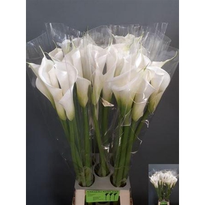 Zantedeschia Aeth Avalanche White