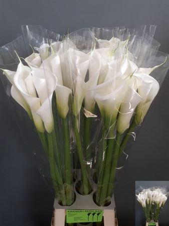 <h4>Zantedeschia Aeth Avalanche White</h4>