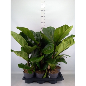 Ficus lyrata