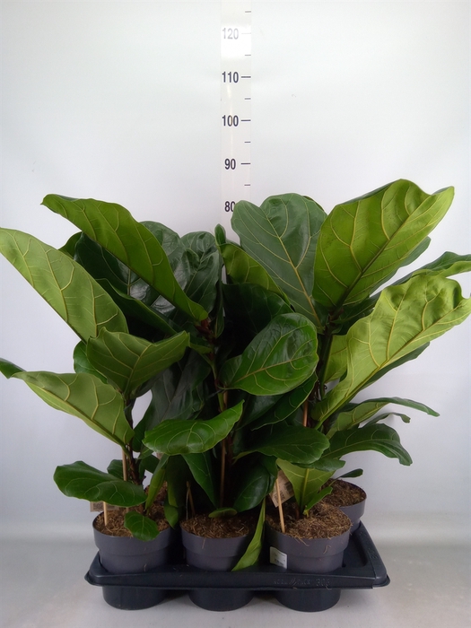 <h4>Ficus lyrata</h4>