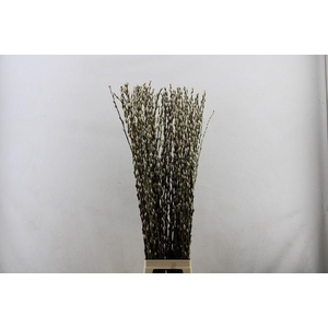 Salix snow flake