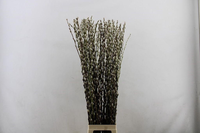 <h4>Salix snow flake</h4>