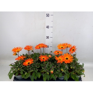 Arctotis  'Opera Fire'