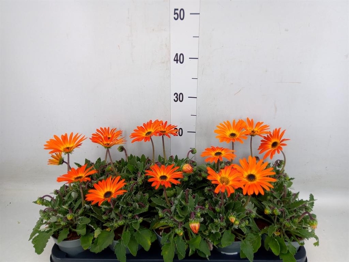 <h4>Arctotis  'Opera Fire'</h4>