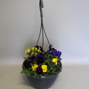 Hangpot 23 cm Viola cornuta mix Blue - Yellow - Violet