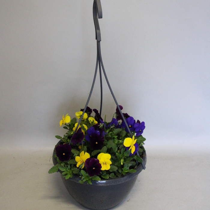 <h4>Hangpot 23 cm Viola cornuta mix Blue - Yellow - Violet</h4>