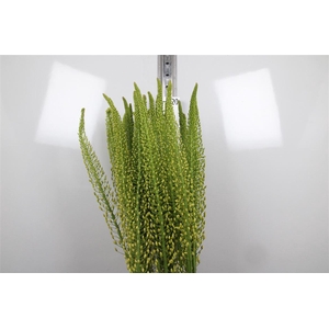 Eremurus Sh Yell Sun