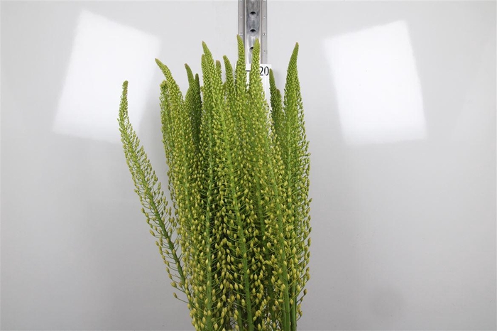 <h4>Eremurus Sh Yell Sun</h4>
