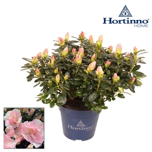 Hortinno® Home 'Cherry Blossom' 25 - 27 cm