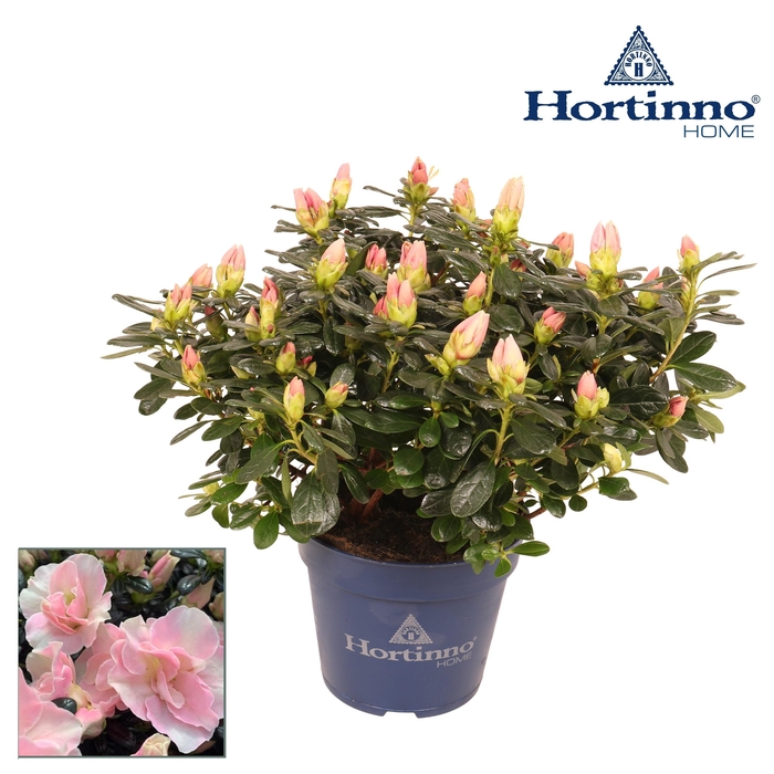 <h4>Hortinno® Home 'Cherry Blossom' 25 - 27 cm</h4>