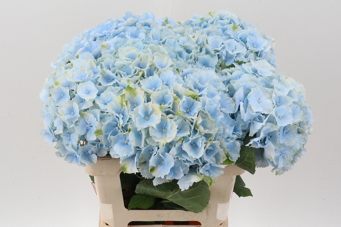 <h4>Hydr M Ch Verena Bl</h4>
