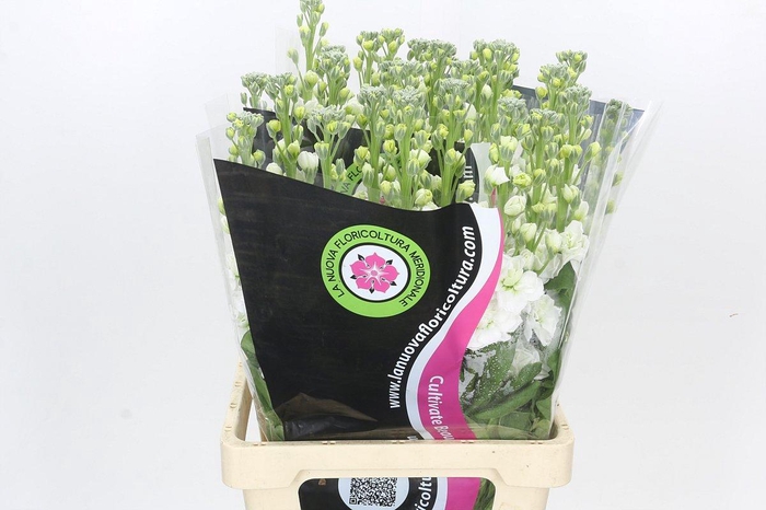 Matthiola Iron White