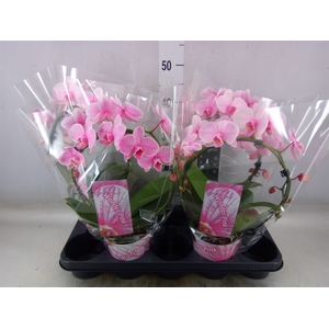 Phalaenopsis   ...