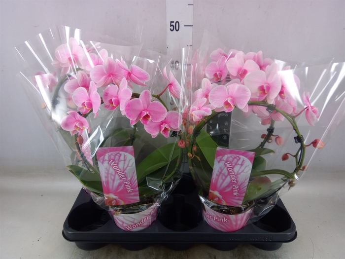 <h4>Phalaenopsis   ...</h4>