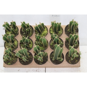 CACTUS ACANTHOCEREUS TETRAGONUS P09