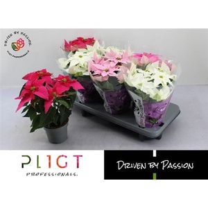 Euphorbia pulcherrima Princettia gemengd