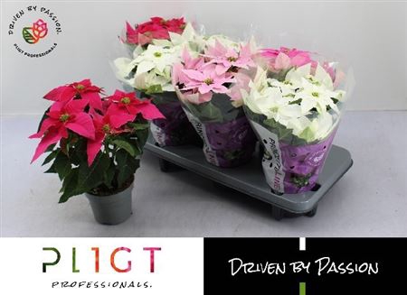 <h4>Euphorbia pulcherrima Princettia gemengd</h4>