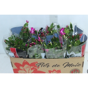 FLOR DE MAIO P15