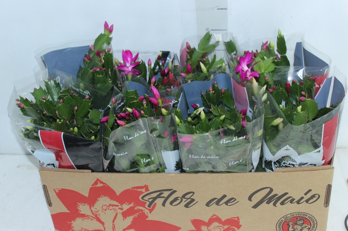 <h4>FLOR DE MAIO P15</h4>