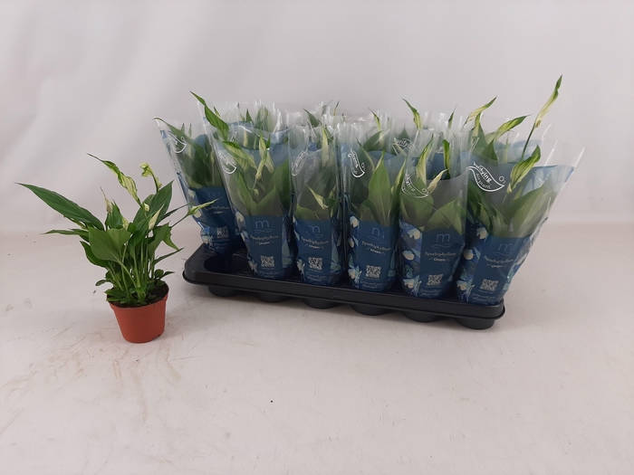 <h4>SPATH CHOPIN</h4>