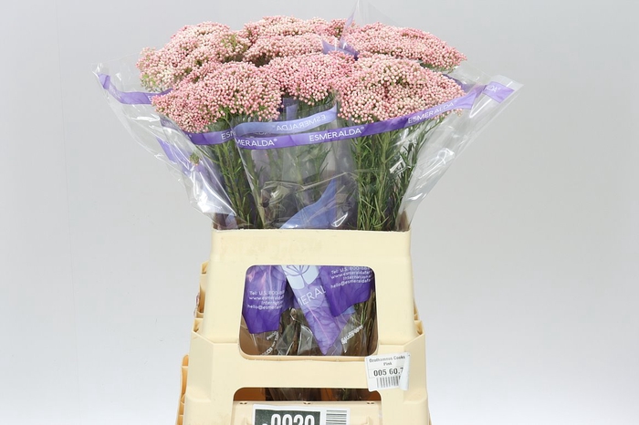 <h4>Ozothamus Cooks Tall Pink</h4>