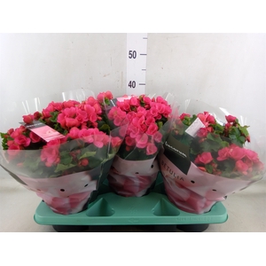 Begonia elat. EN 'Betulia Pink'