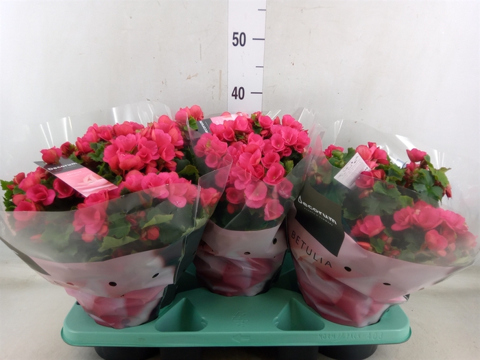<h4>Begonia elat. EN 'Betulia Pink'</h4>