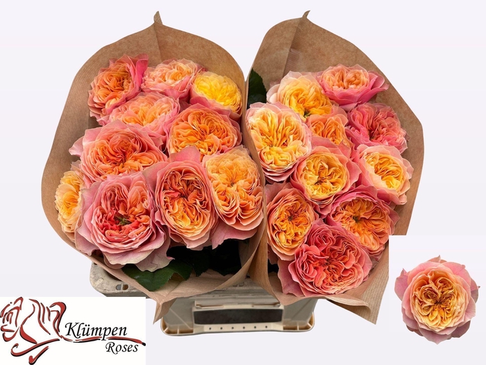 <h4>Rs gr Kensin Gardens</h4>