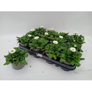 BELLIS PERENNIS