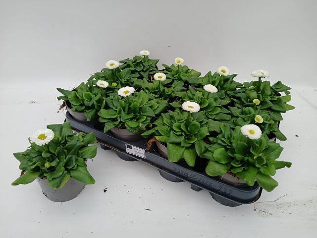 <h4>BELLIS PERENNIS</h4>
