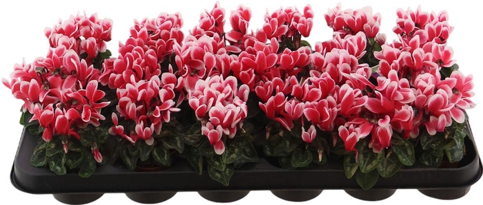 <h4>Cycl Per Kl Smartiz Fantasia</h4>