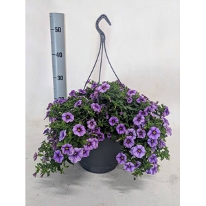 CALIB MINIF LAVENDER