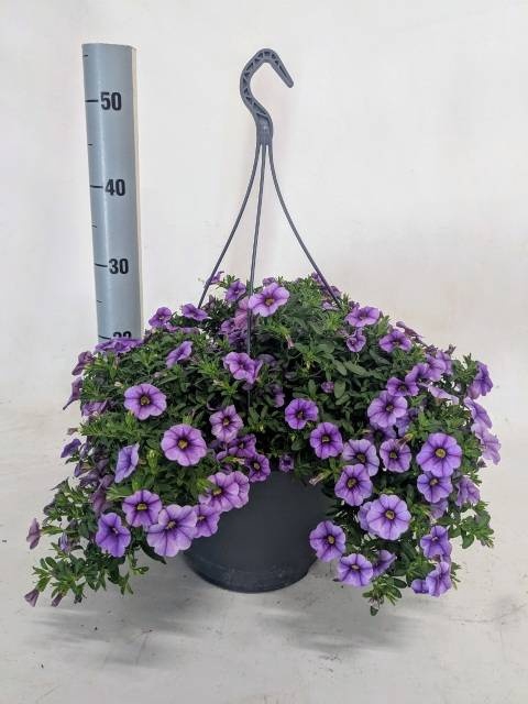 <h4>CALIB MINIF LAVENDER</h4>