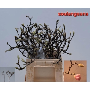 MAGNOLIA GRANDIFLORA MAGNOLIA GRAND